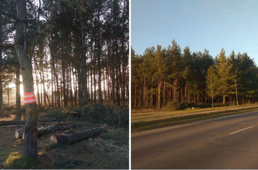  Kauno gatvės pušynėlyje verda darbai