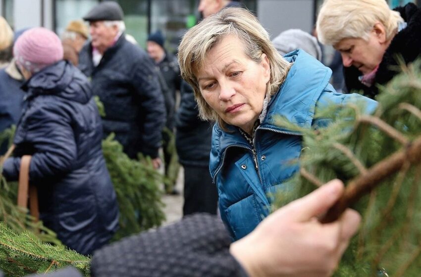  Penktadienį miškininkai dalins eglišakius augalams dengti