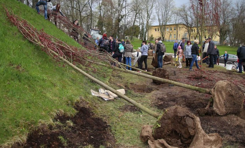  Kėdainiai jau turi sakurų parką