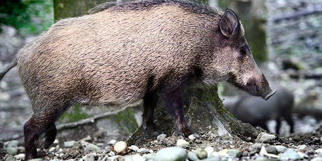  Kėdainių rajone – afrikinio kiaulių maro atvejis