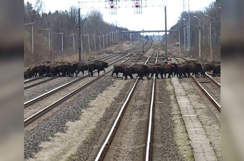  Stumbrai trikdė ne tik automobilių, bet ir traukinių eismą