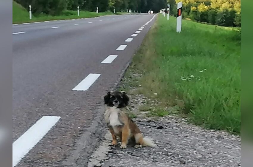  Šuniška ištikimybės istorija: šeimininkų išmestas šuo jų ištikimai laukia šalikelėje