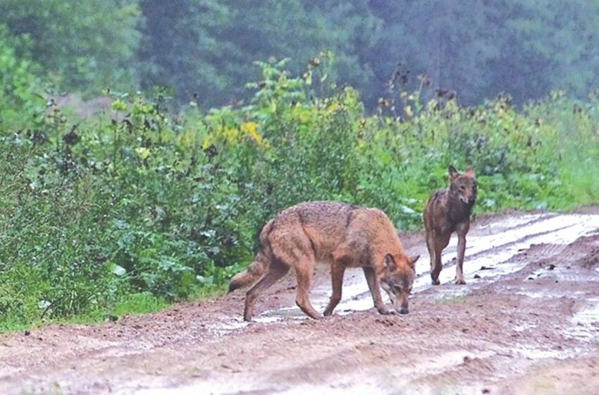  Medžiotojai pradeda vienišo vilko klajūno medžioklę