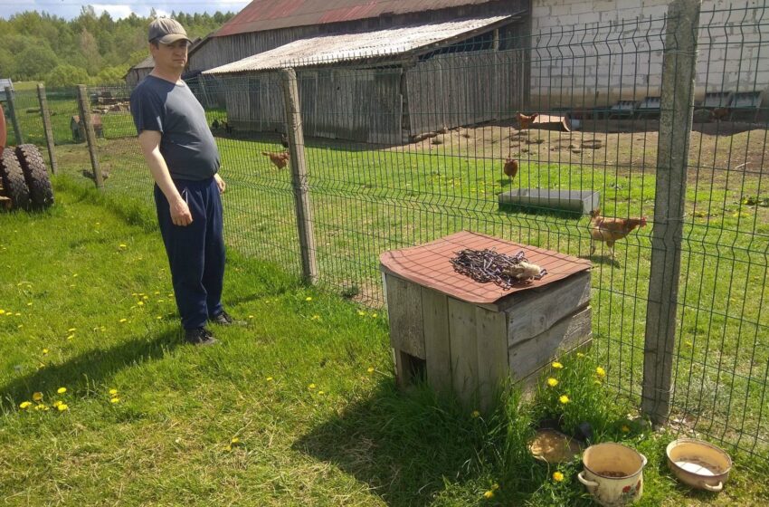  Šaravų kaime vilkas papjovė du prie būdos pririštus šunis
