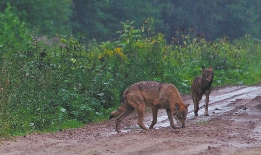  Pradėjo laukinių gyvūnų vakcinaciją nuo pasiutligės