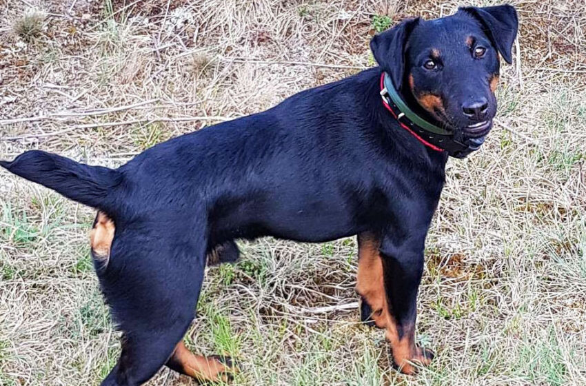 Iesko Dingusio Vokiecių Jagdterjero Rinkosaikste Lt