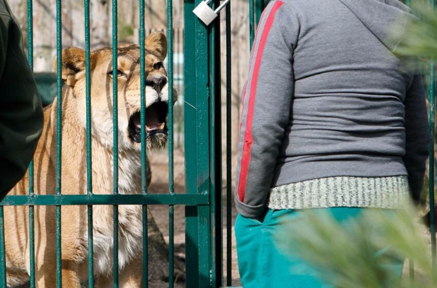  Dėmesys zoologijos sodo gyventojams