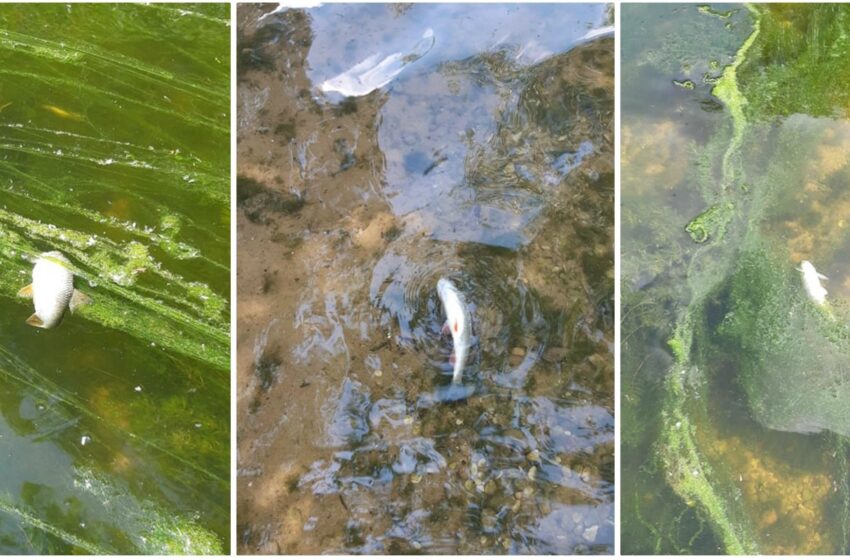  Obelies upėje pastebėtos žuvų gaišenos (FOTO, VIDEO)