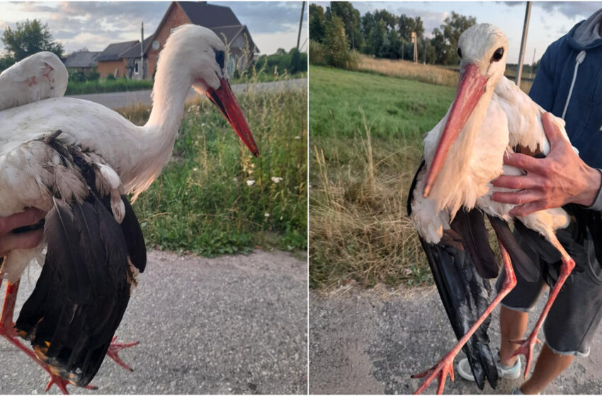  Išgelbėtas gandras gyvens, tačiau jau nelaisvėje