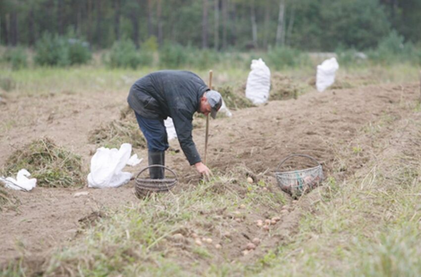  Bulvių derlius šiemet mažesnis, jos – brangesnės