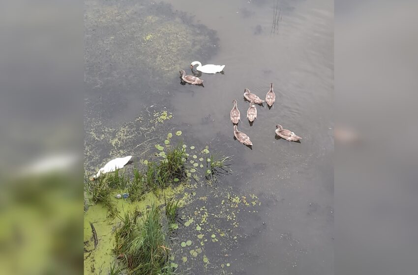  Miesto parko gulbiukams žmonių pagalbos nebereikia