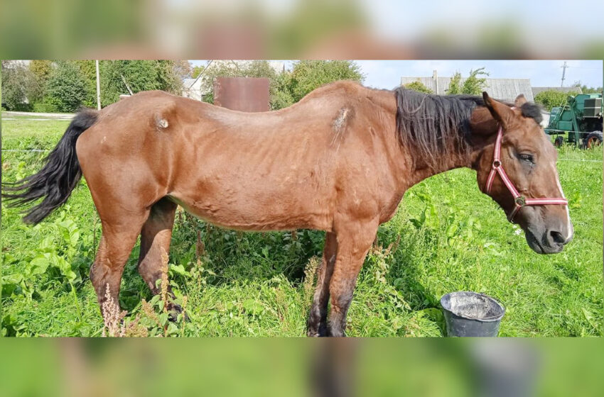  Kėdainiuose žirgų mylėtojai išgelbėjo baisiomis sąlygomis laikytą kumelę