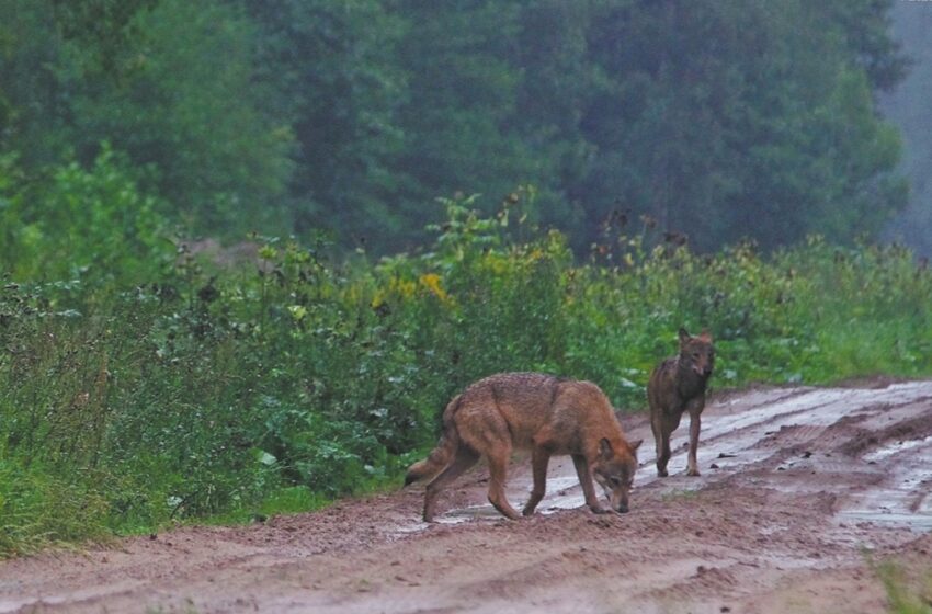  Baimę kelia miestelyje šmirinėjantys vilkai