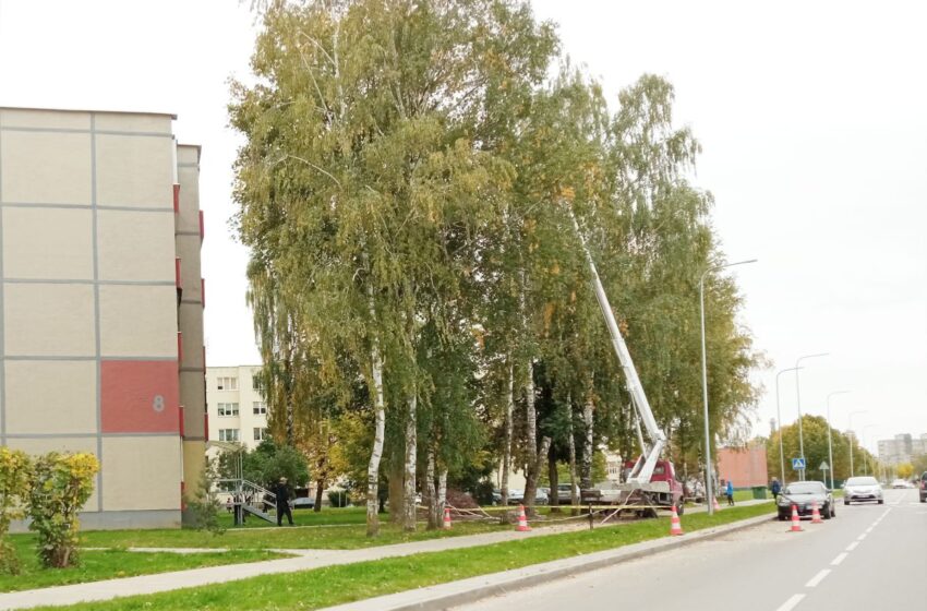  Mieste tvarkomi avarinės būklės medžiai