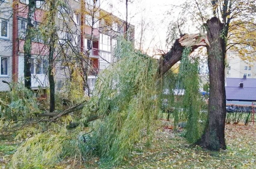  Vėjas vertė medžius, dalis kėdainiečių buvo likę be elektros