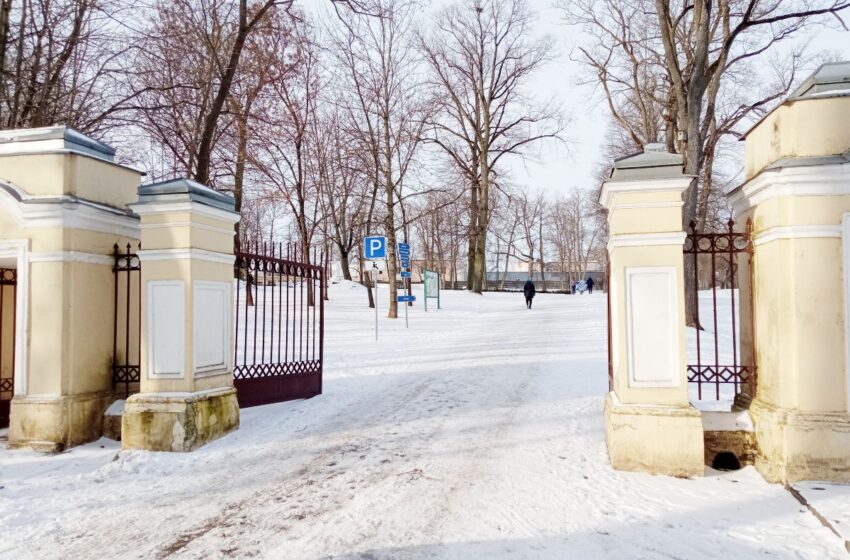  Miesto parke virto dešimtys storakamienių medžių: puola liga?