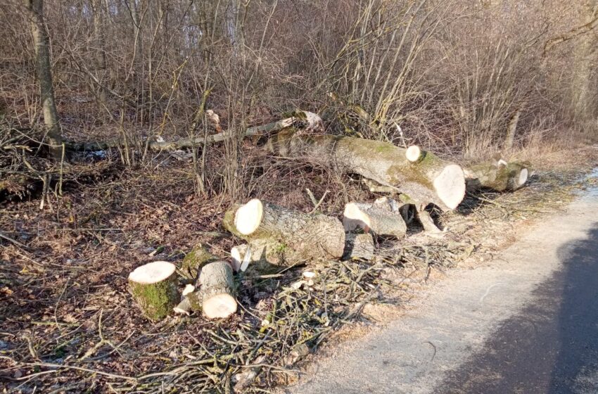  Siautęs stiprus vėjas vertė medžius, traukė elektros laidus