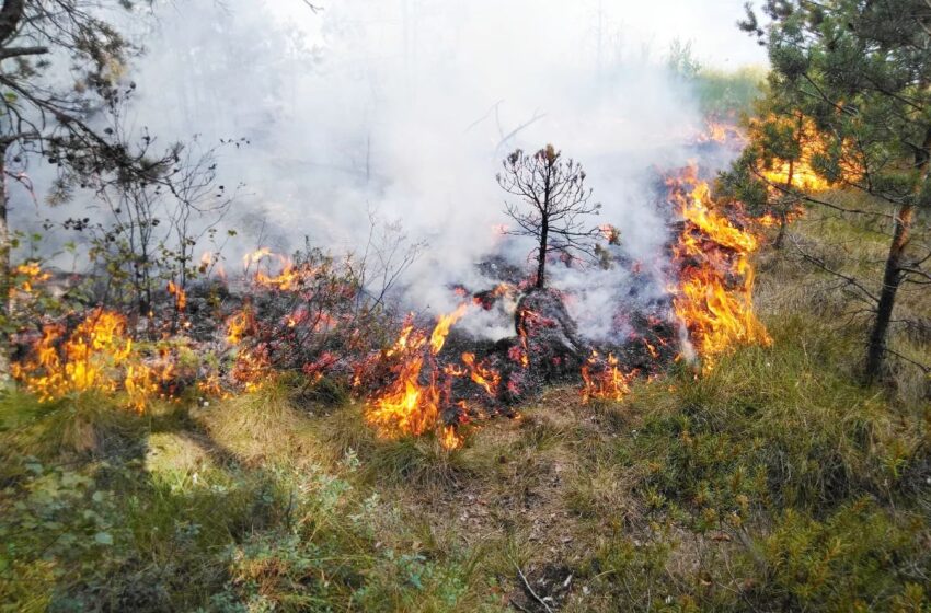  Prasidedant gaisrų sezonui – miškininkų reidai