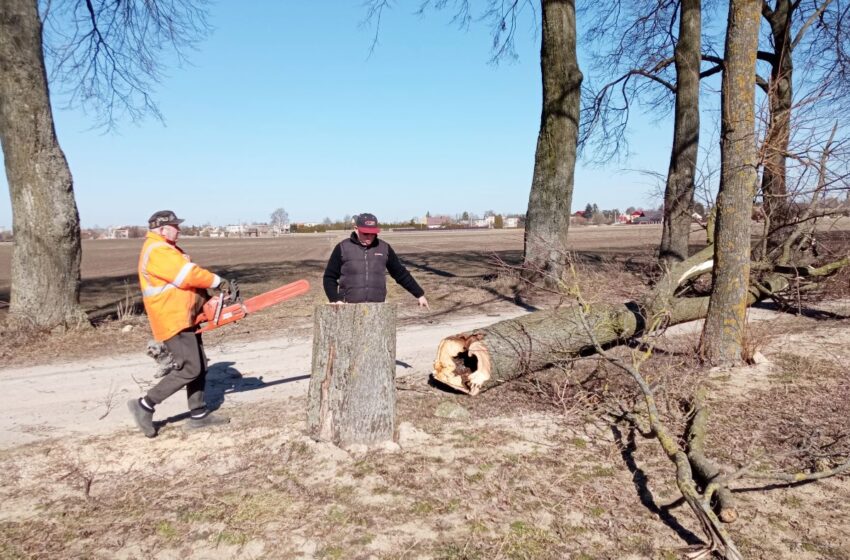  Pelėdnagių Liepų alėjoje pašalinta pavojų kėlusi didžiulė liepa