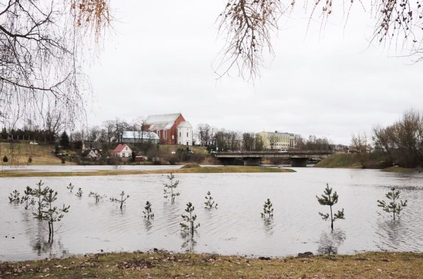  Gyventojai nerimauja: ar išgyvens vandenyje išmirkusios pušelės?