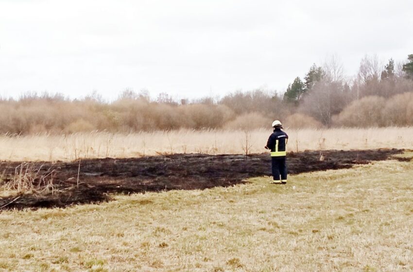  Ugniagesiai nuo gaisro išgelbėjo Babėnų šilą