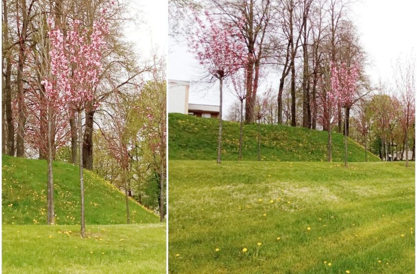  Kėdainiuose pražydo pirmieji sakurų žiedai