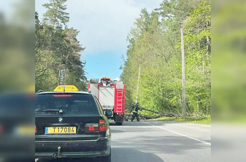  Babėnuose medis nuvirto ant važiuojamosios kelio dalies