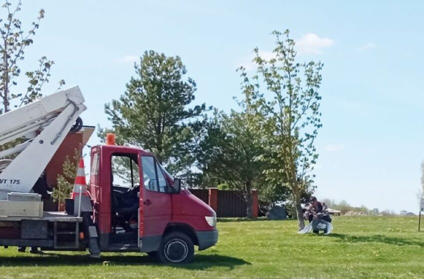  Tęsiama kaštonų gelbėjimo nuo kenkėjų programa