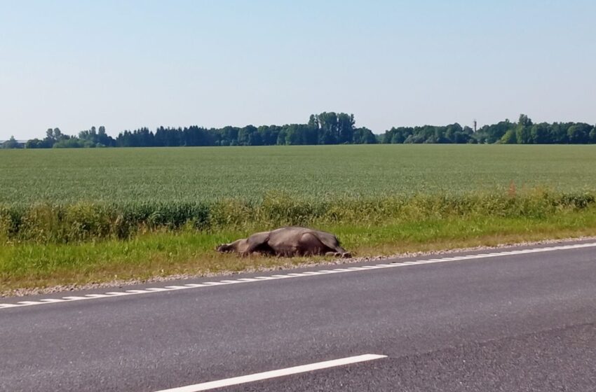  „Via Balticoje“ automobilis susidūrė su šernu