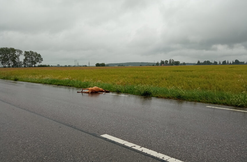  Važiuojamojoje kelio dalyje rasta negyva stirna užminė mįslę