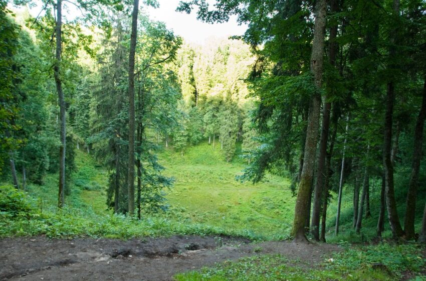  Išrinkime gražiausią Kėdainių krašto miško pavadinimą!