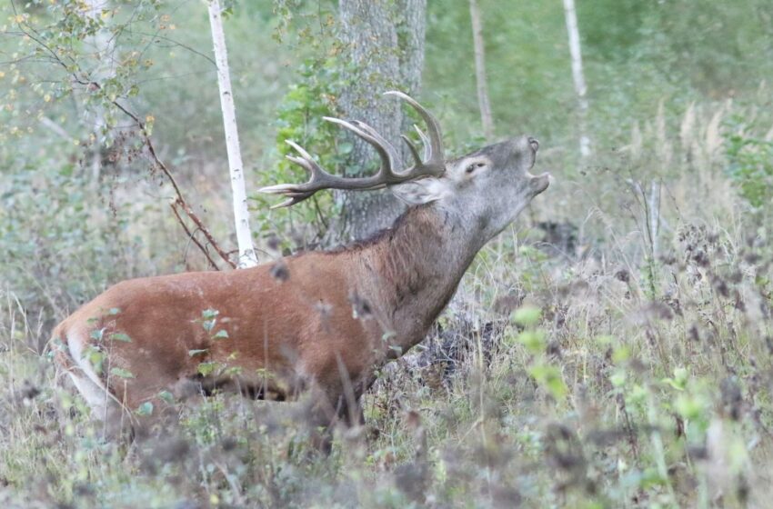  Miškuose rugsėjį – tikras spektaklis: pamatykite griausmingai baubiančius elnius