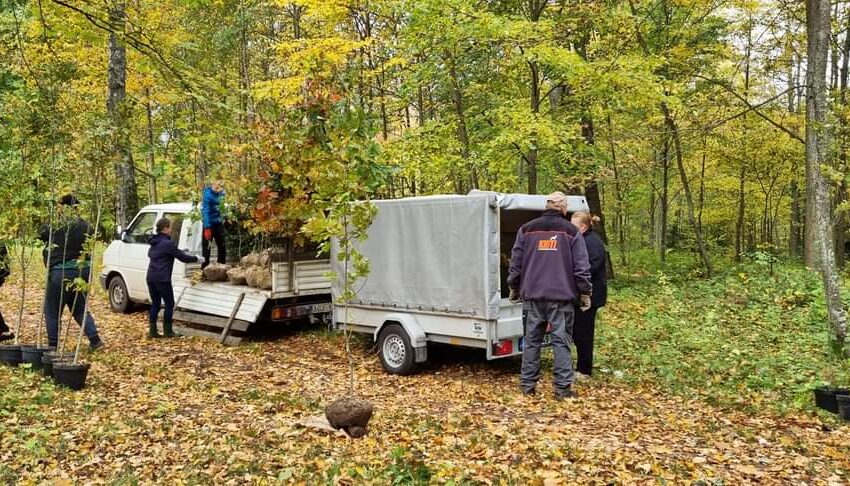  Pašušvio parke pasodinti 88 medeliai