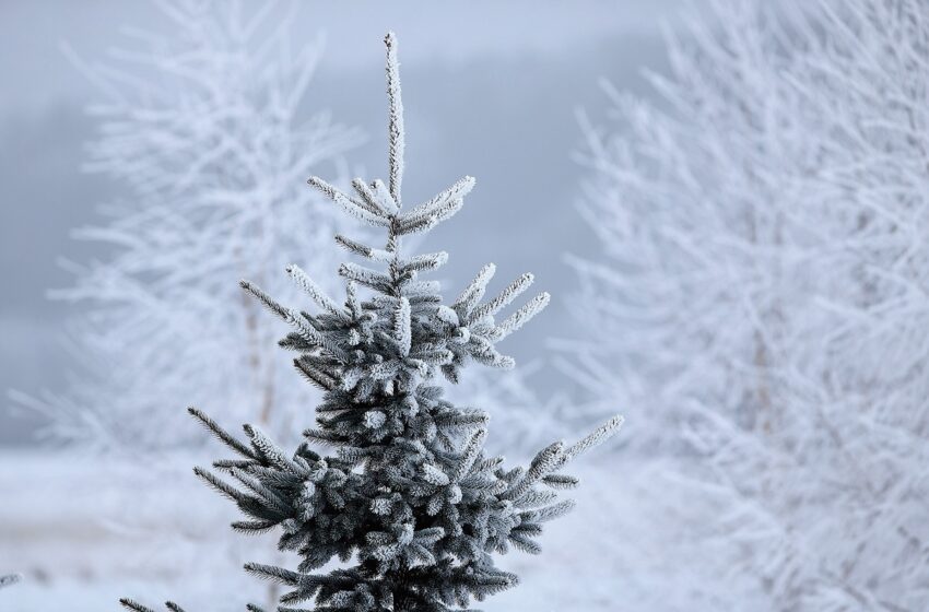  Mūsų rajono kaimų miškai anksčiau turėjo kitus pavadinimus (II dalis)