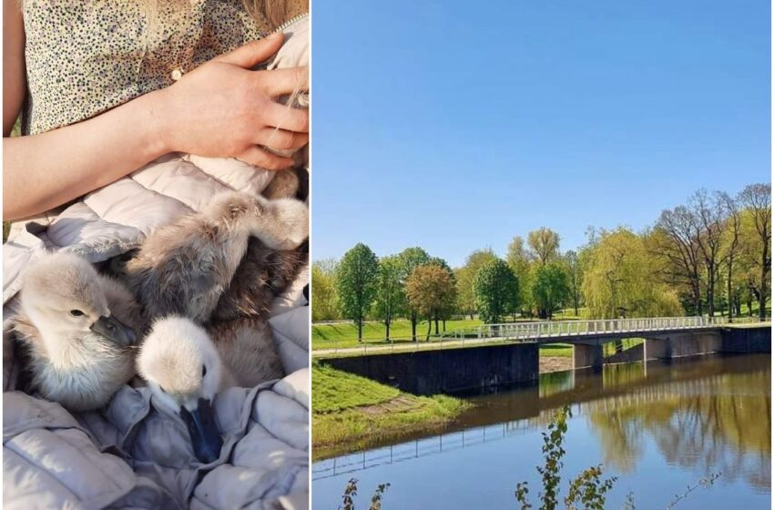  Miesto parko užtvanka tapo pražūtinga gulbiukams, ne visus pavyko išgelbėti