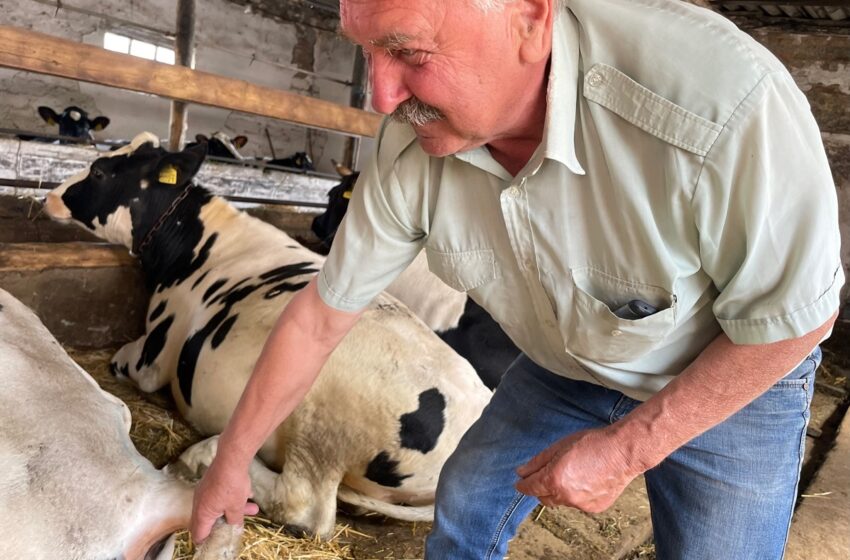  Veterinaro išprotėjimą bei karvių kanibalizmą matęs ukrainietis prakeikė okupantus