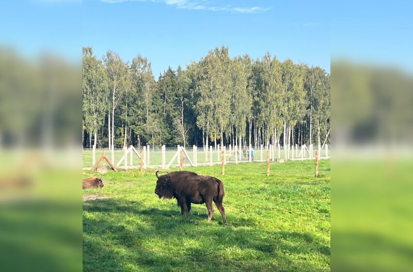  Po atnaujinimo visuomenei atidaromas Pašilių stumbrynas