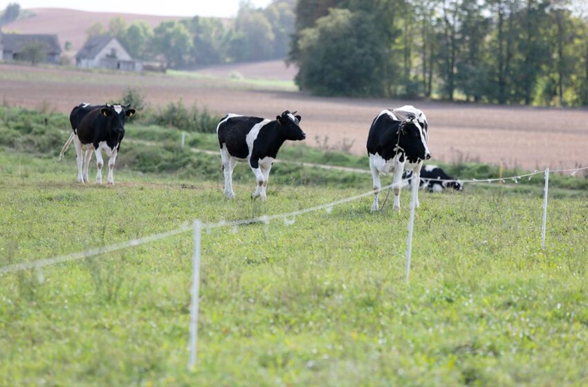  Smulkių ir vidutinių ūkių gyvybingumui didinti – parama