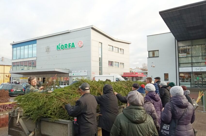  Miškininkai Kėdainiuose nemokamai išdalins 2 tūkst. eglišakių