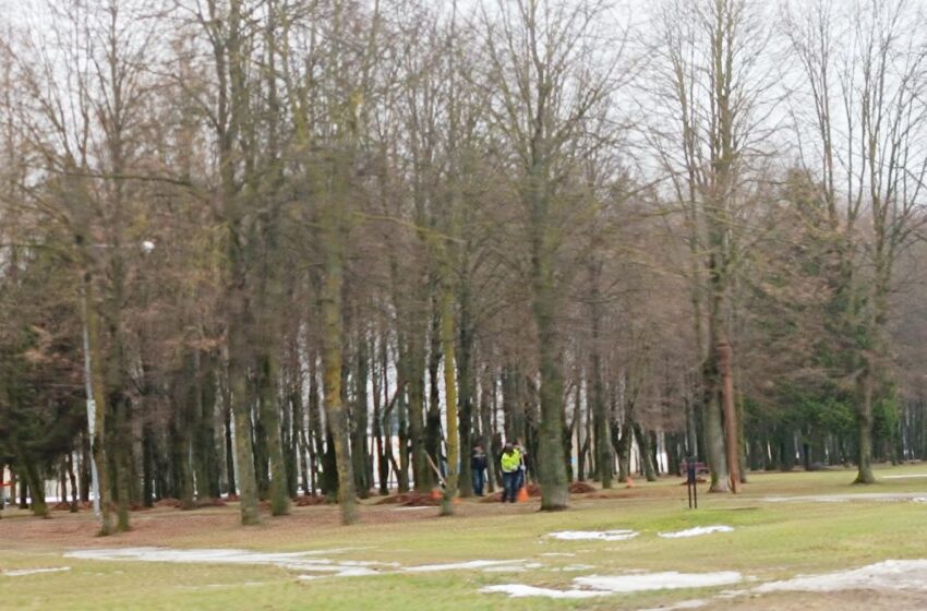  Vos nutirpus sniegui grėbia pernykščius lapus