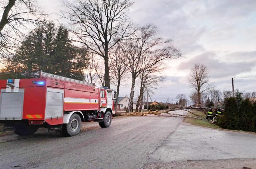  Sviliuose medis užvertė kelią: gyventojai baiminasi didesnės nelaimės