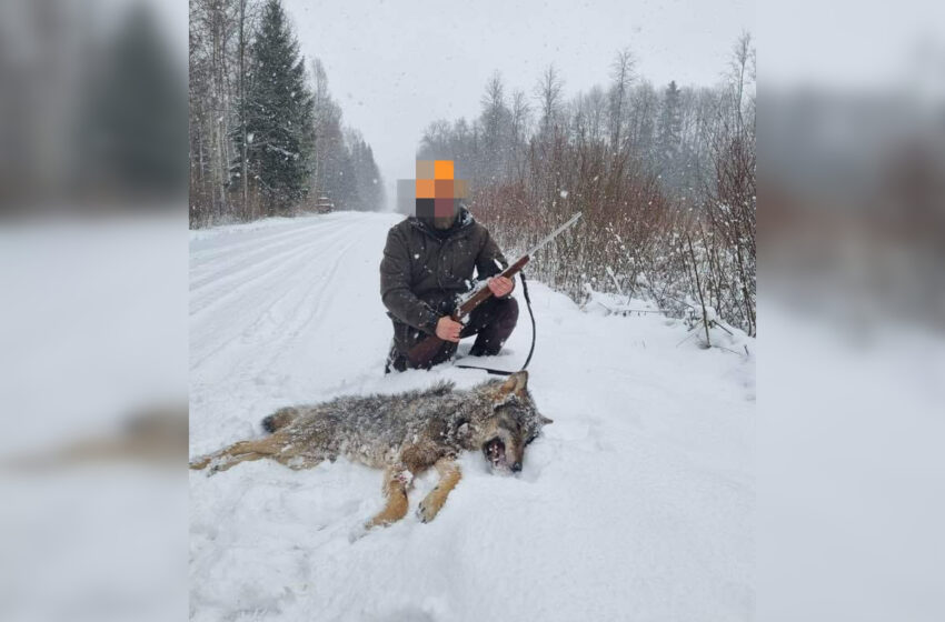  Kėdainių rajone sumedžioti 2 vilkai