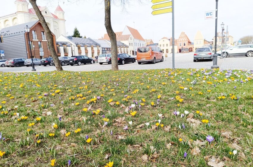  Kėdainiuose jau žydi pirmieji gėlių žiedai