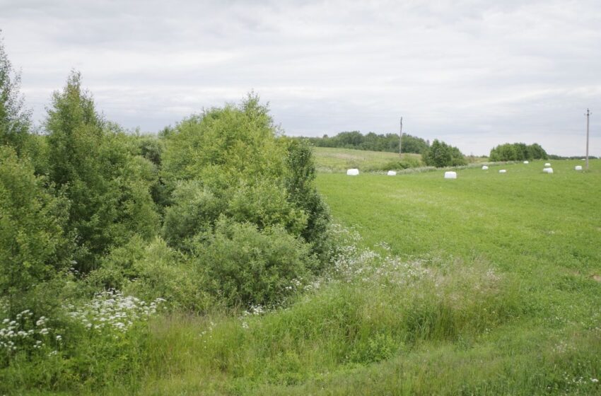  Palanki žinia ūkininkams: visi formalumai suderinti, šįmet daugiamečių pievų atkurti tikrai nereikės