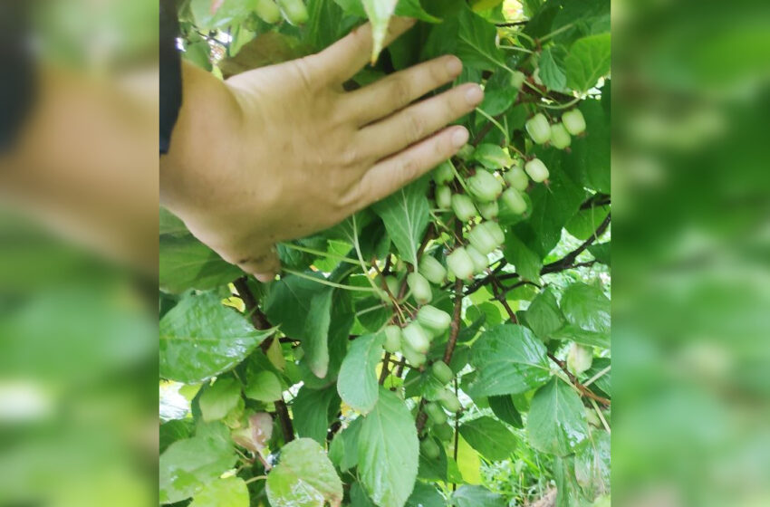  Parama jauniesiems ūkininkams – geriausia investicija