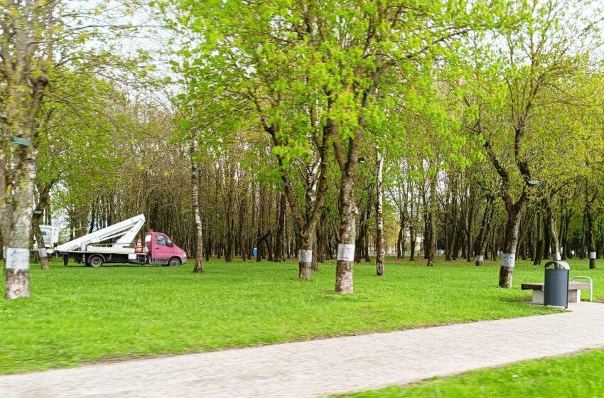  Kėdainiuose jau dešimtus metus gelbėja kaštonus