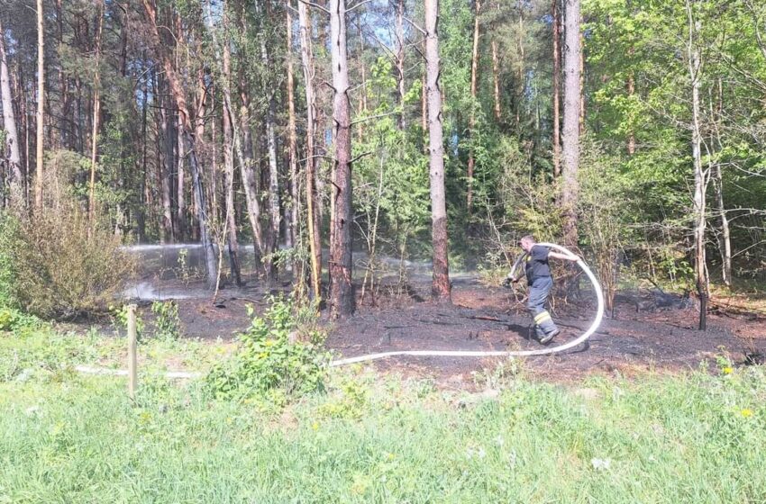  Kėdainių rajone degė miško paklotė