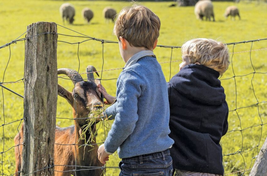  Ūkius baigiantys numarinti valdininkai jau bijo, kad vaikai neužmirštų, kaip atrodo gyvuliai…