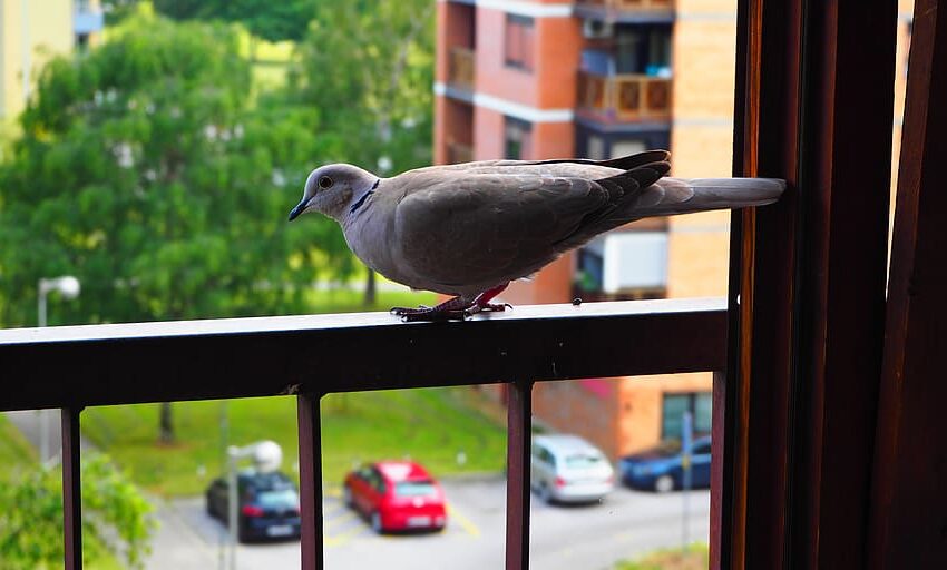 J. Basanavičiaus g. 25-ojo namo gyventojas savo balkone nusprendė leisti gyventi balandžiams.
