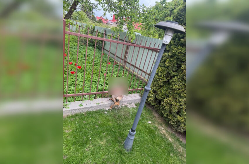 Kėdainių ugniagesiams trečiadienio rytą teko atlikti ne kasdienišką gelbėjimo operaciją – Eglių gatvėje jie vadavo metalinėje tvoroje įstrigusią stirną.